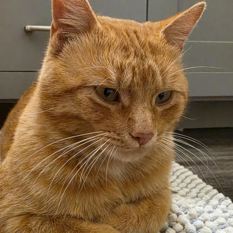 An adult small-sized male Orange / Red Domestic Short Hair cat named Fred C for adoption in Princeton, MN