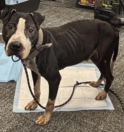 An adult large-sized male Mixed Breed dog named Spock for adoption in West Chester, PA