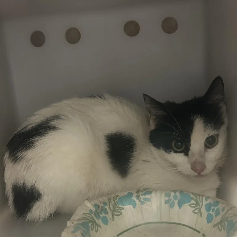 A baby small-sized female White Domestic Short Hair cat named Moxie for adoption in Flagstaff, AZ