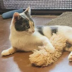 A young medium-sized female Dilute Calico cat named Harley for adoption in Green Valley, AZ