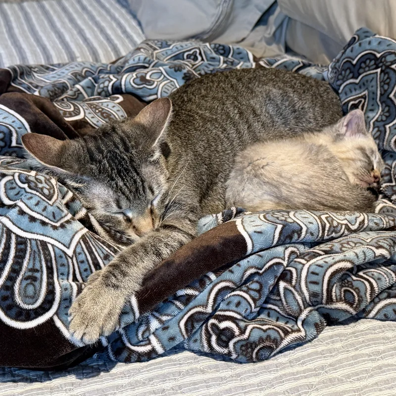 An adult medium-sized female Tabby (Brown / Chocolate) Domestic Short Hair cat named Nadia for adoption in Buena Vista, CO