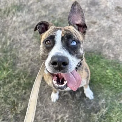 An adult medium-sized female Brindle Mixed Breed dog named Bandett for adoption in Roseburg, OR