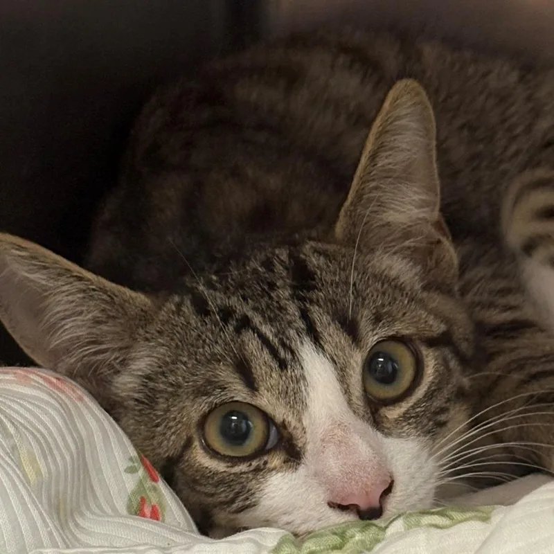 A baby small-sized male Brown / Chocolate Domestic Short Hair cat named Forrest for adoption in East Hanover, NJ