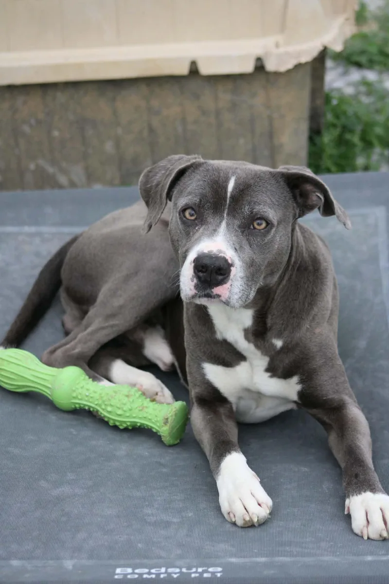 A senior medium-sized male Gray / Blue / Silver Pit Bull Terrier dog named Rowdy for adoption in Calhoun, KY