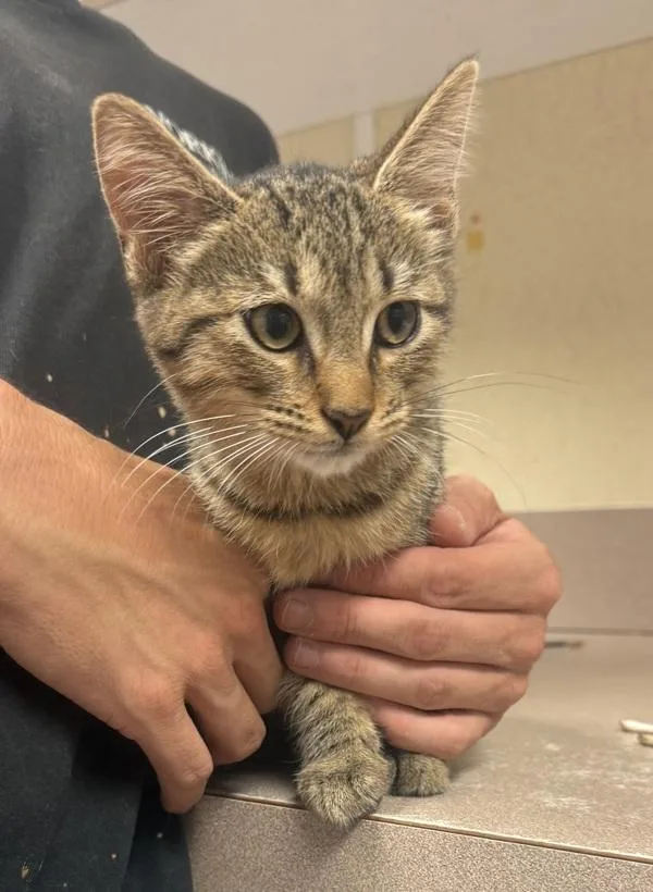 A baby small-sized female Domestic Short Hair cat named Bimbette for adoption in Salisbury, MD