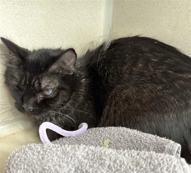 A young small-sized female Domestic Medium Hair cat named Petunia for adoption in Loveland, CO