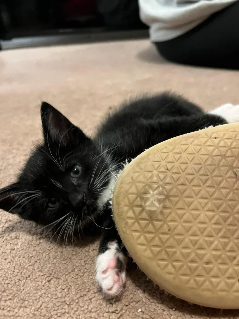 A baby medium-sized male Domestic Short Hair cat named Waffles for adoption in Hoover , AL