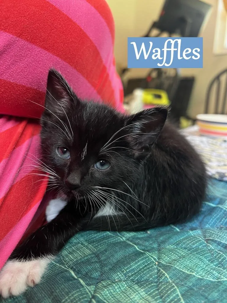 Waffles thumbnail 2