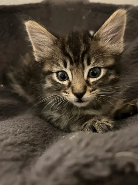 Ollie A