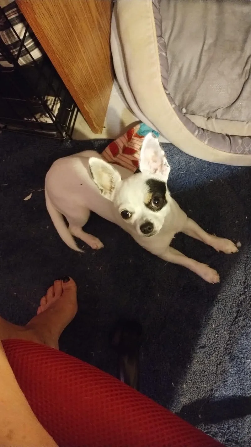 A young medium-sized male Chihuahua dog named Bojack for adoption in Holly Springs, NC