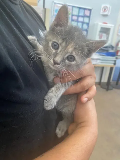 A baby medium-sized female Domestic Short Hair cat named Miley for adoption in Dallas, TX