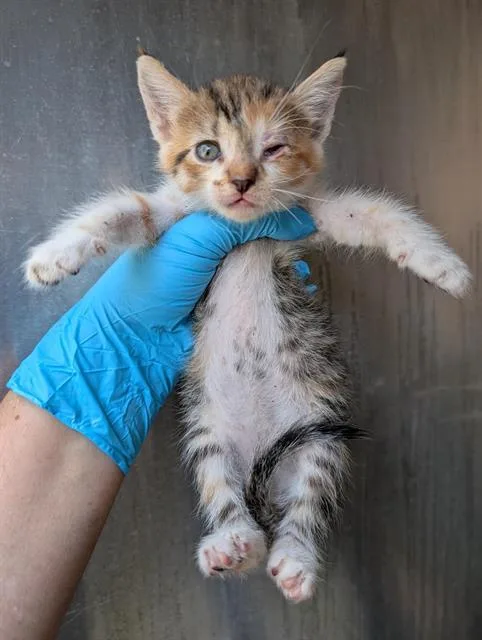 A baby small-sized female Domestic Short Hair cat named Gwendolyn for adoption in San Antonio, TX