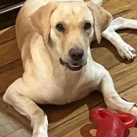 A young medium-sized male Labrador Retriever dog named Guppy — An Affectionate for adoption in Houston, TX