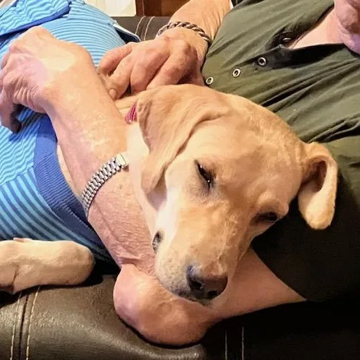 Guppy — An Affectionate thumbnail 4