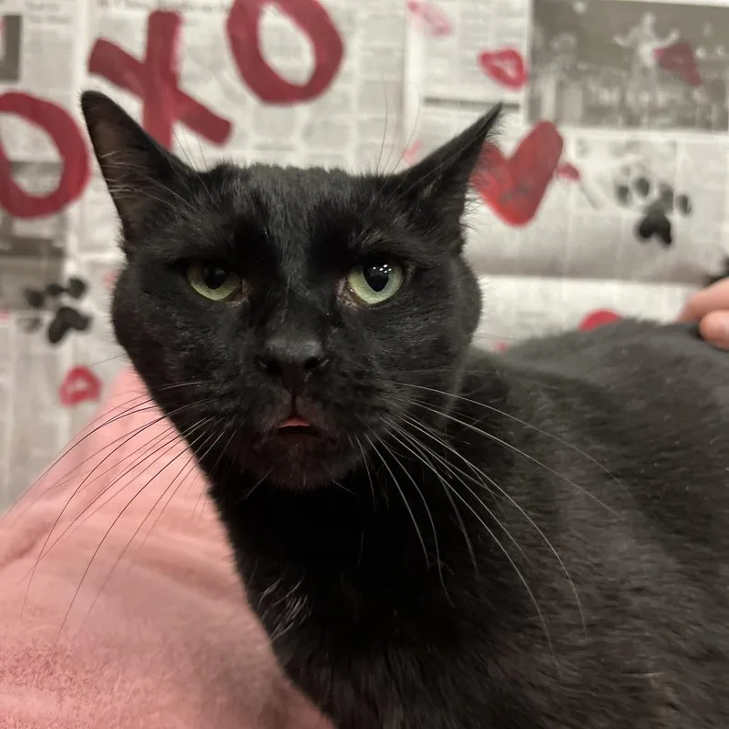 An adult large-sized male Black Domestic Short Hair cat named Killua for adoption in South Elgin, IL