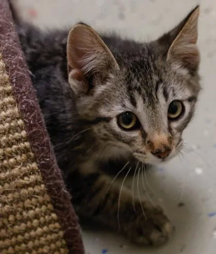 A baby small-sized male Domestic Short Hair cat named Sansa for adoption in Baraboo, WI