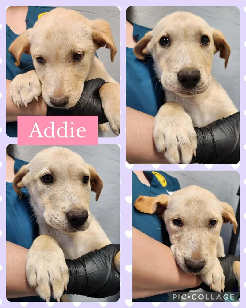 Addie