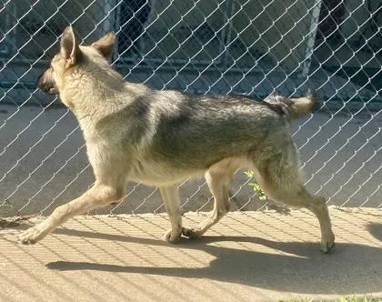 An adult large-sized female Sable German Shepherd Dog dog named Sable for adoption in Glasgow, KY