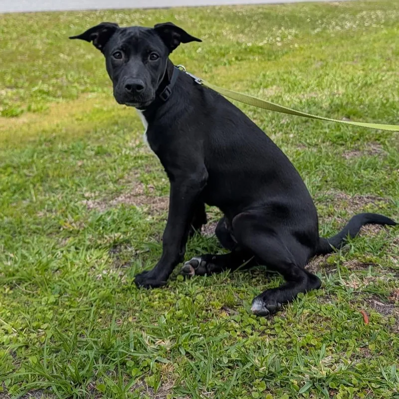 A young medium-sized female Black Mixed Breed dog named Storm for adoption in Port Charlotte, FL