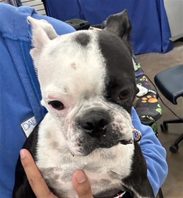 An adult small-sized female Boston Terrier dog named Arya for adoption in Dallas, TX