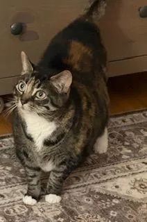 An adult large-sized female Calico Domestic Short Hair cat named Amelia for adoption in Lemoyne, PA