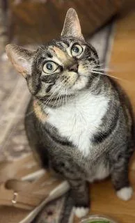 Amelia thumbnail 4