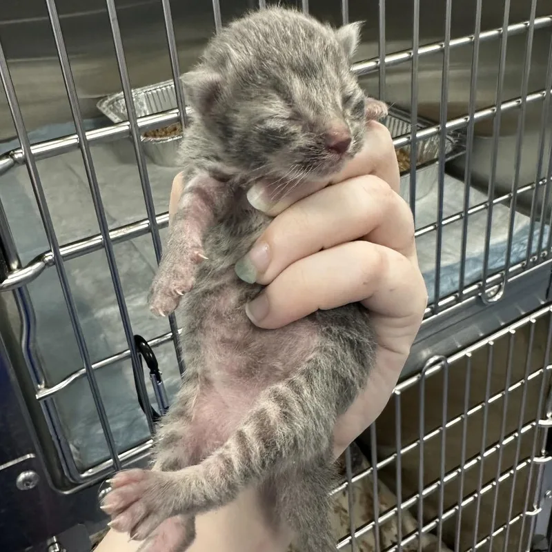 A baby small-sized male Gray / Blue / Silver Domestic Short Hair cat named Orange for adoption in Greensboro, NC