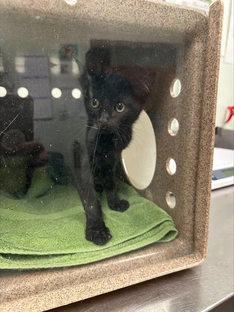A baby medium-sized female Domestic Short Hair cat named Gael for adoption in Santa Cruz, CA