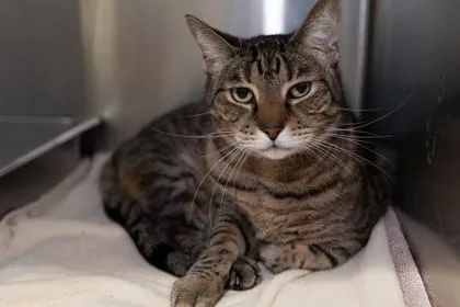 A senior medium-sized male Domestic Short Hair cat named Amigo for adoption in Ringoes, NJ