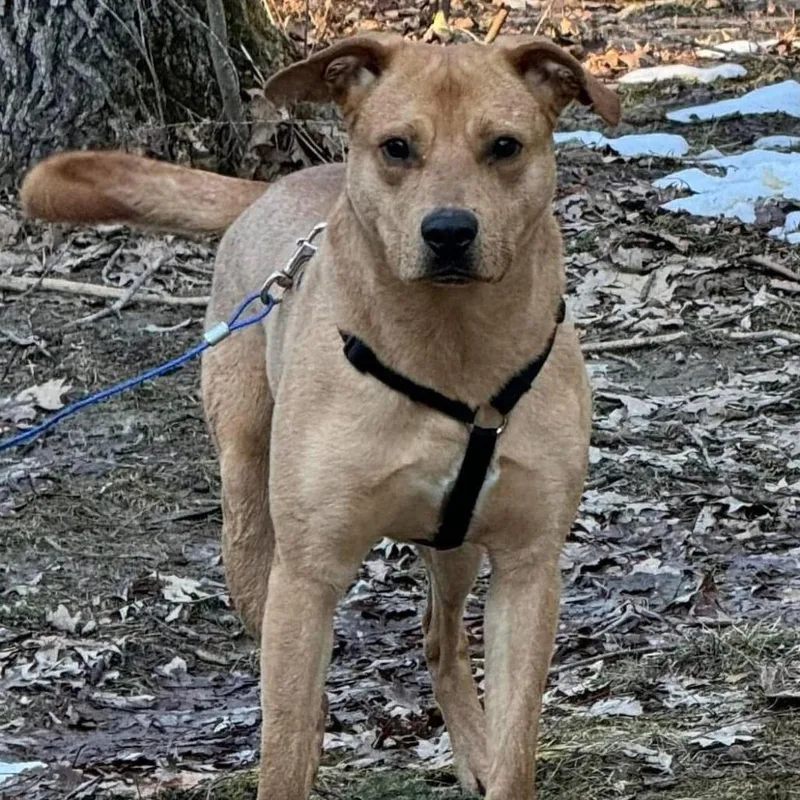 An adult medium-sized male Yellow / Tan / Blond / Fawn Mixed Breed dog named Topaz for adoption in Vassalboro, ME
