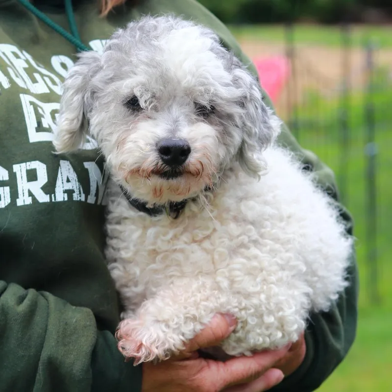 An adult small-sized male White / Cream Poodle dog named Ct Mavii for adoption in Stormville, NY