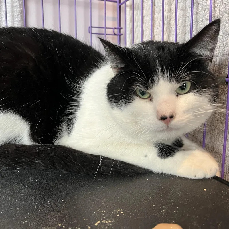 Devereaux thumbnail 3