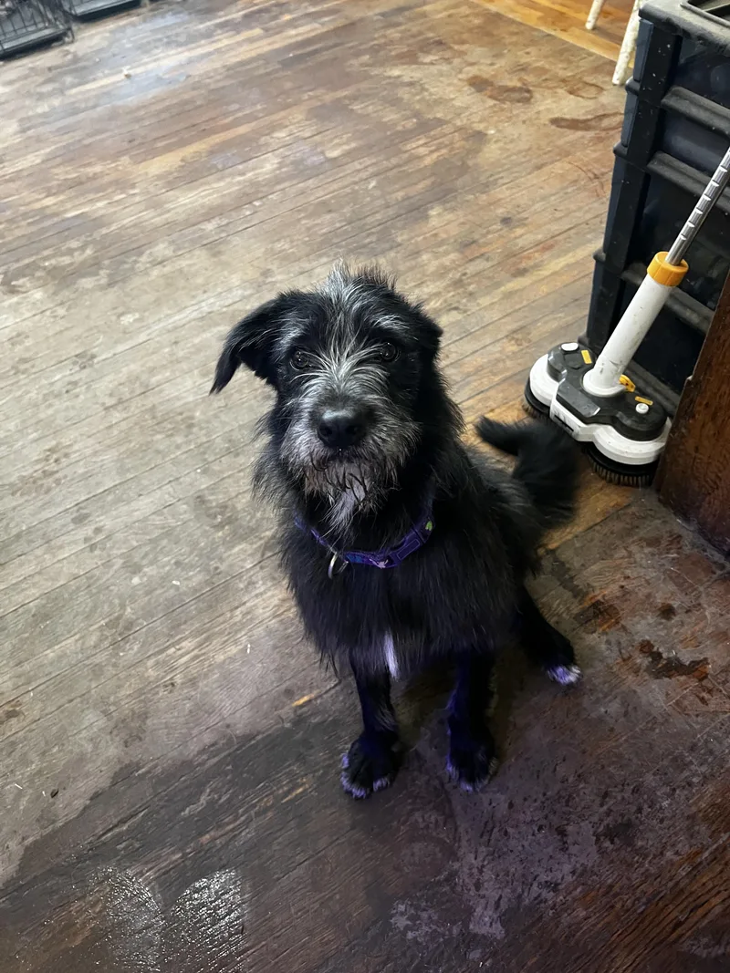 An adult medium-sized female Black Labradoodle dog named Vanna Gogh for adoption in Akron, OH