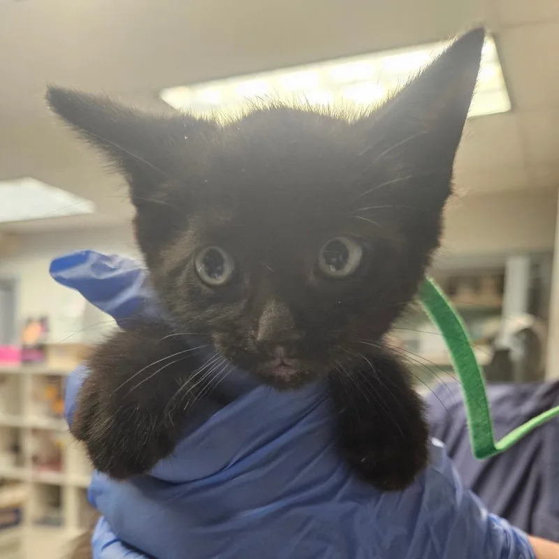 A baby small-sized male Black Domestic Short Hair cat named Skechers for adoption in Birdsboro, PA