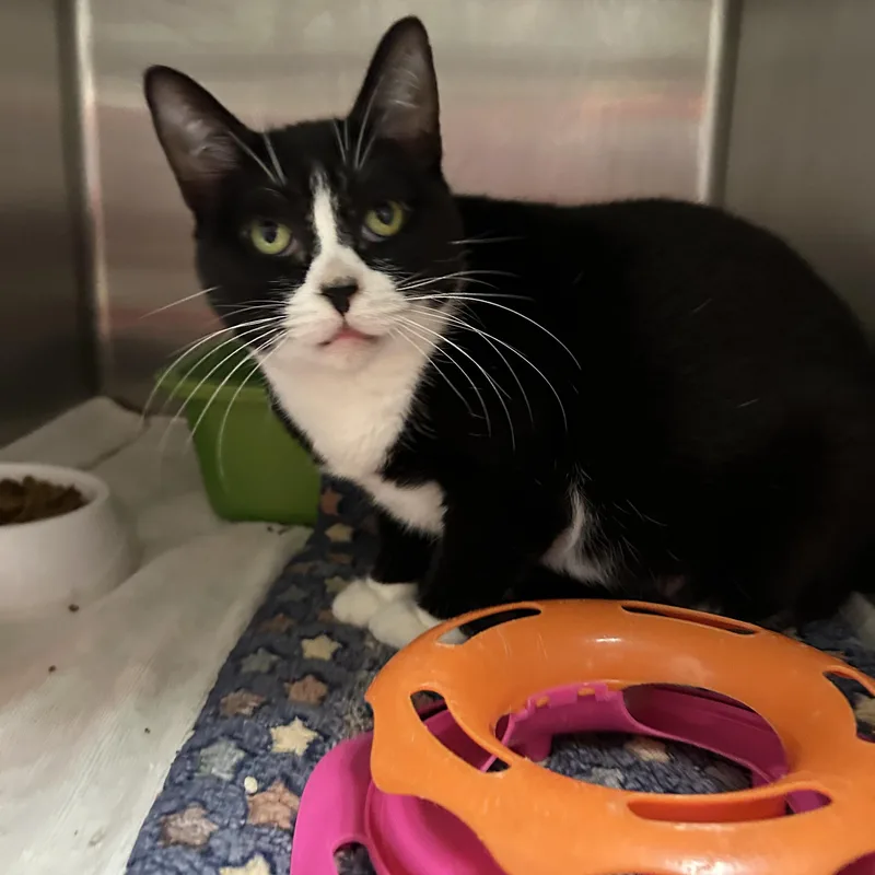 An adult medium-sized female Tuxedo cat named Leia for adoption in La Grange Park, IL