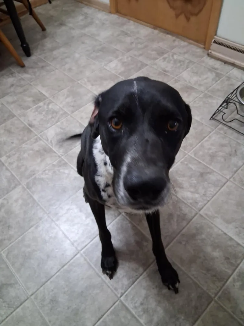 Duke Courtesy Listed