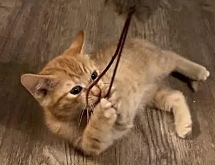A baby small-sized male Orange / Red Domestic Short Hair cat named Beep for adoption in Kansas City, MO