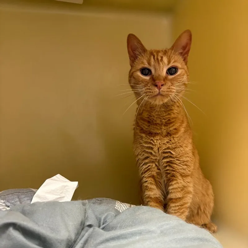 A senior medium-sized female Orange / Red Domestic Short Hair cat named Gadgette for adoption in Hendersonville, NC
