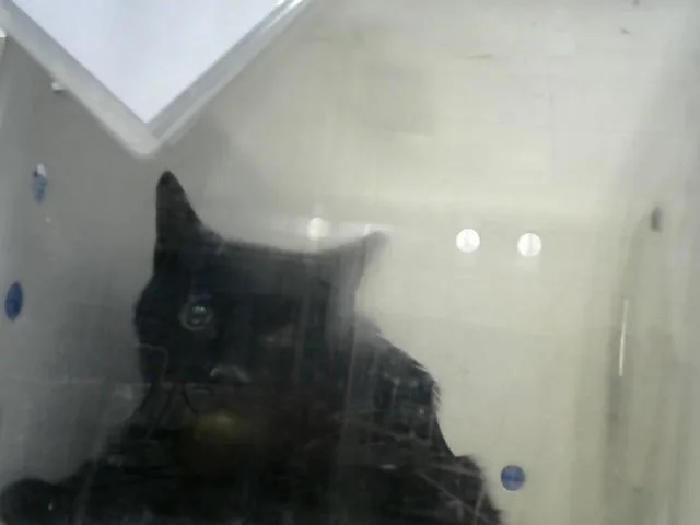 An adult medium-sized male Domestic Short Hair cat named Star for adoption in Albuquerque, NM