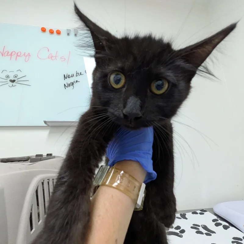 A baby small-sized female Black Domestic Medium Hair cat named Negrin for adoption in Long Beach, CA