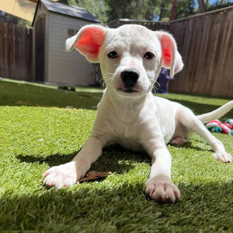 A baby medium-sized female Terrier dog named Dandi for adoption in Mission Viejo, CA