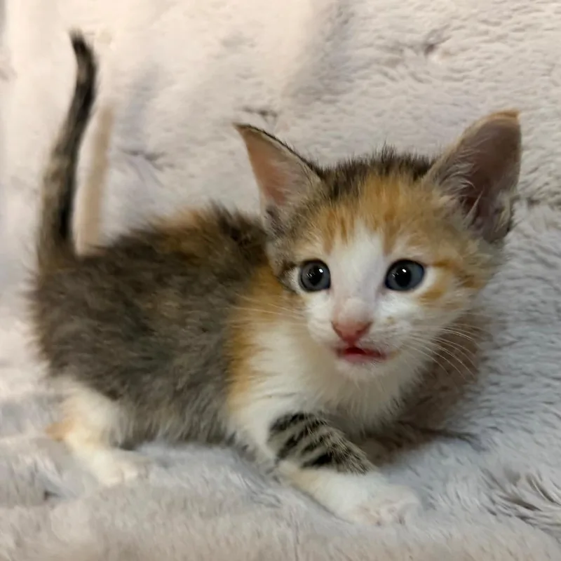 A baby small-sized female Calico Domestic Short Hair cat named Dorothy for adoption in Flower Mound, TX