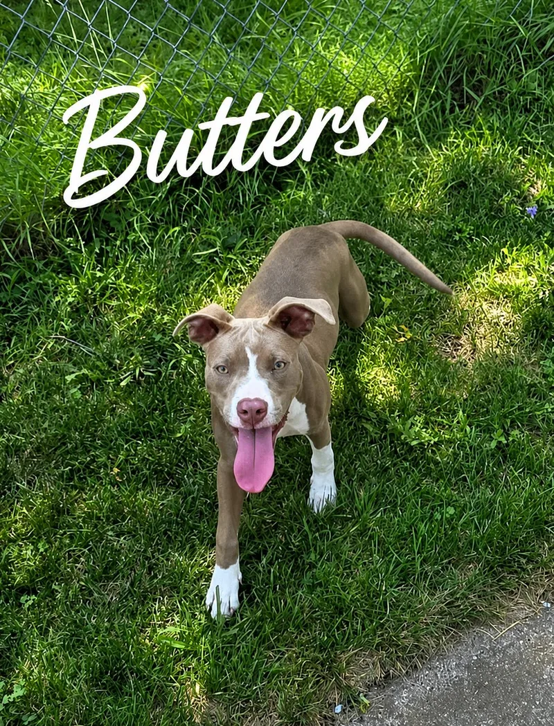 A young medium-sized female Yellow / Tan / Blond / Fawn Pit Bull Terrier dog named Butters for adoption in Momence, IL