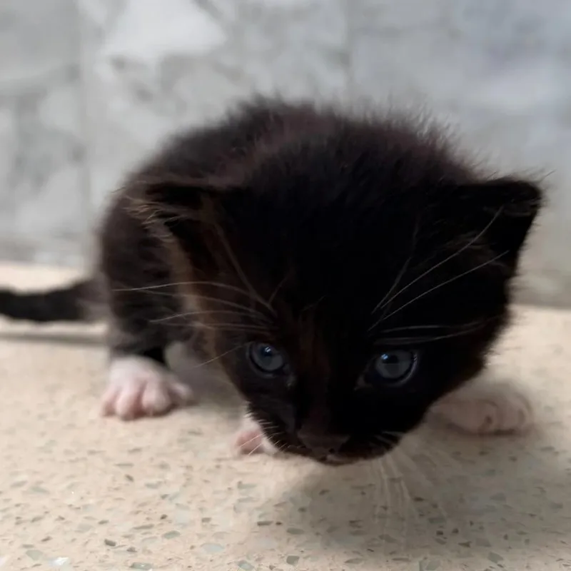 Jellyfish thumbnail 2