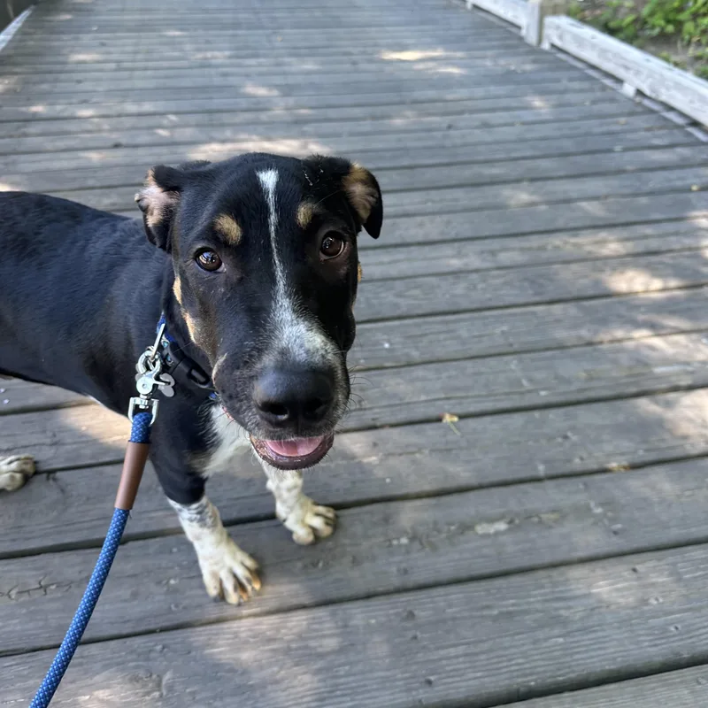 A baby medium-sized male Brown / Chocolate Hound dog named Skinny Jeans for adoption in Columbia, SC
