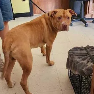 An adult large-sized male Red / Chestnut / Orange Mixed Breed dog named Meteora for adoption in Davenport, IA
