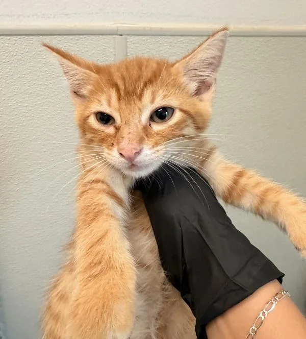 A baby small-sized male Domestic Short Hair cat named Terracotta for adoption in San Diego, CA