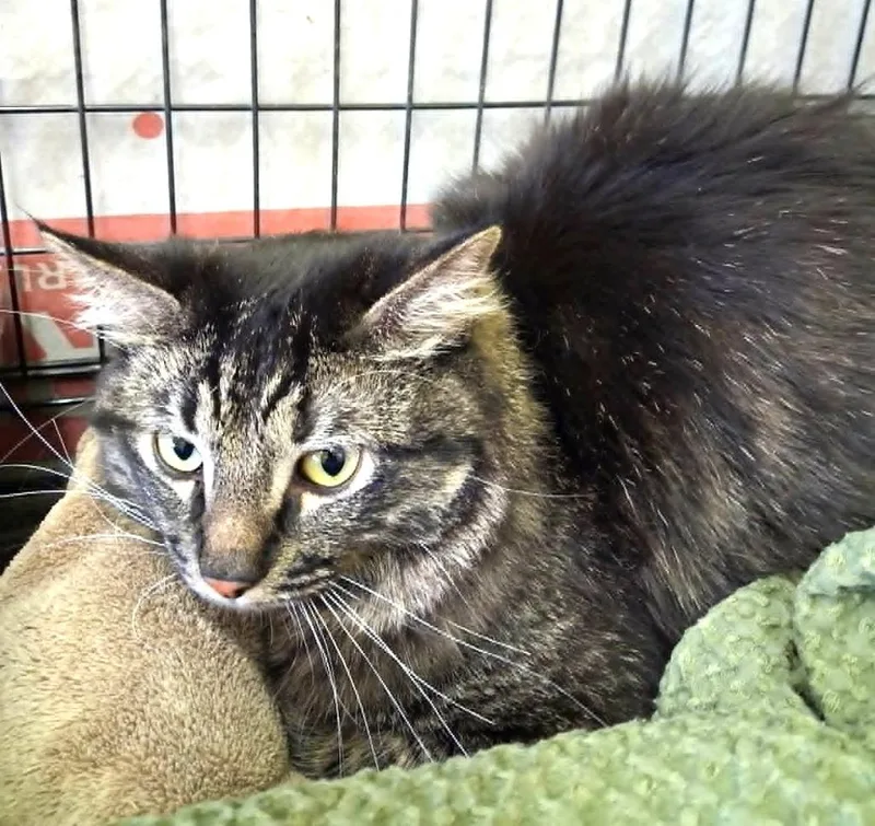 A young medium-sized male Domestic Medium Hair cat named Dennis for adoption in Ogden, UT