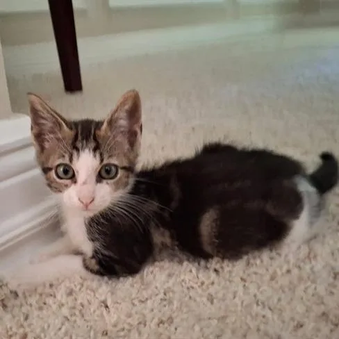 A baby small-sized female Brown / Chocolate Domestic Short Hair cat named Tommy for adoption in Hopkinton, MA