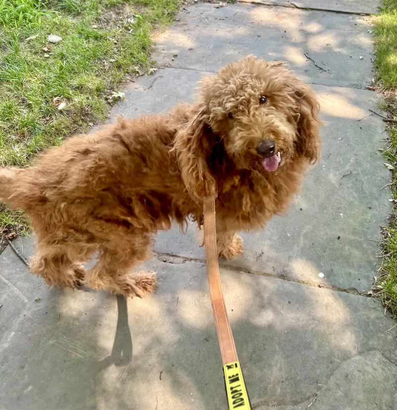 An adult medium-sized female Apricot / Beige Goldendoodle dog named Stuella for adoption in East Orange, NJ